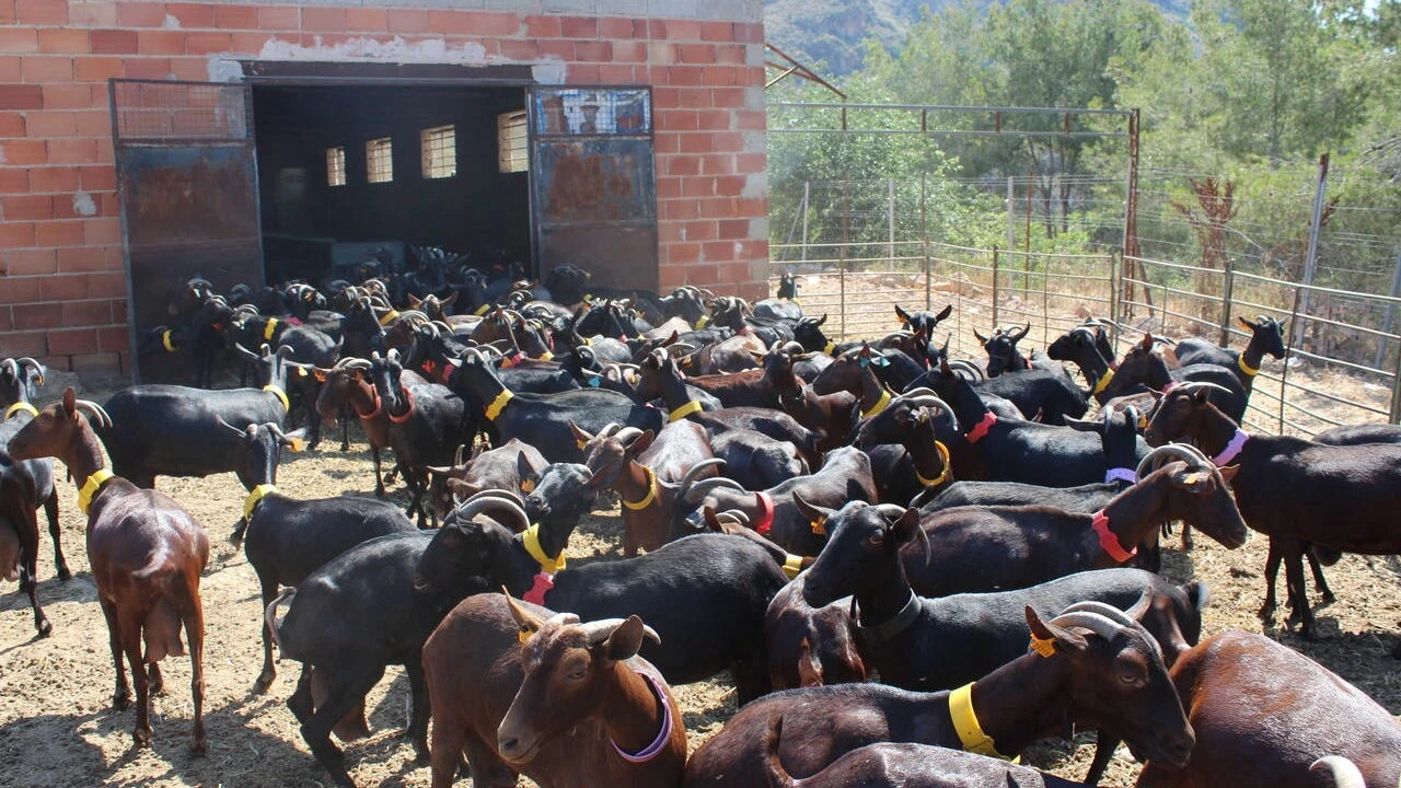 Agricultores y ganaderos exigen jubilarse antes sin perder pensión: 