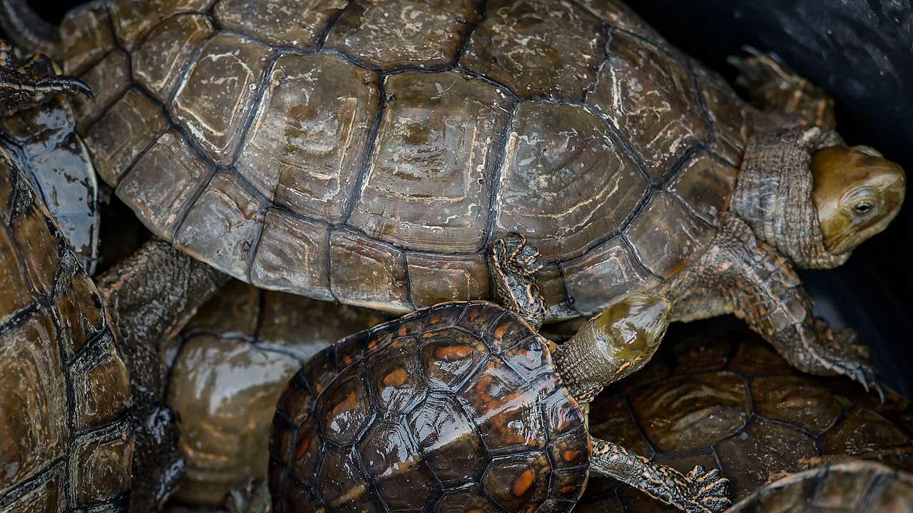 Tres muertos y 32 heridos por comer carne de tortuga contaminada