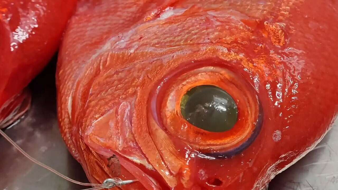 Este es uno de los pescados más caros que existen: cuesta más de 400 euros