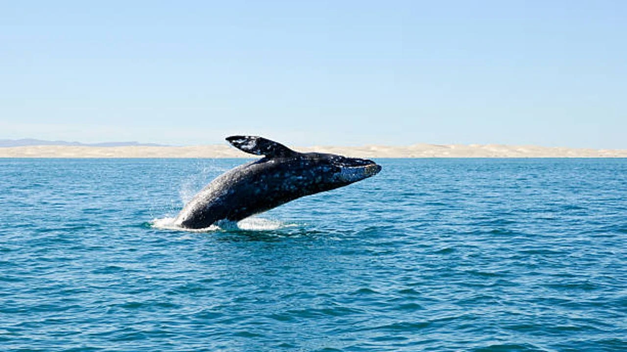 Los científicos alertan tras observar un preocupante nuevo comportamiento de las ballenas: “Estamos viendo condiciones que sugieren una continuación”