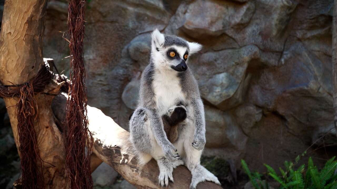 Encontrado un parásito potencialmente mortal en lémures del Bioparc de Valencia que afecta a los humanos