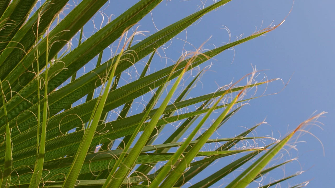 Puntas secas en las hojas de tus plantas: causas principales y cómo solucionarlo paso a paso