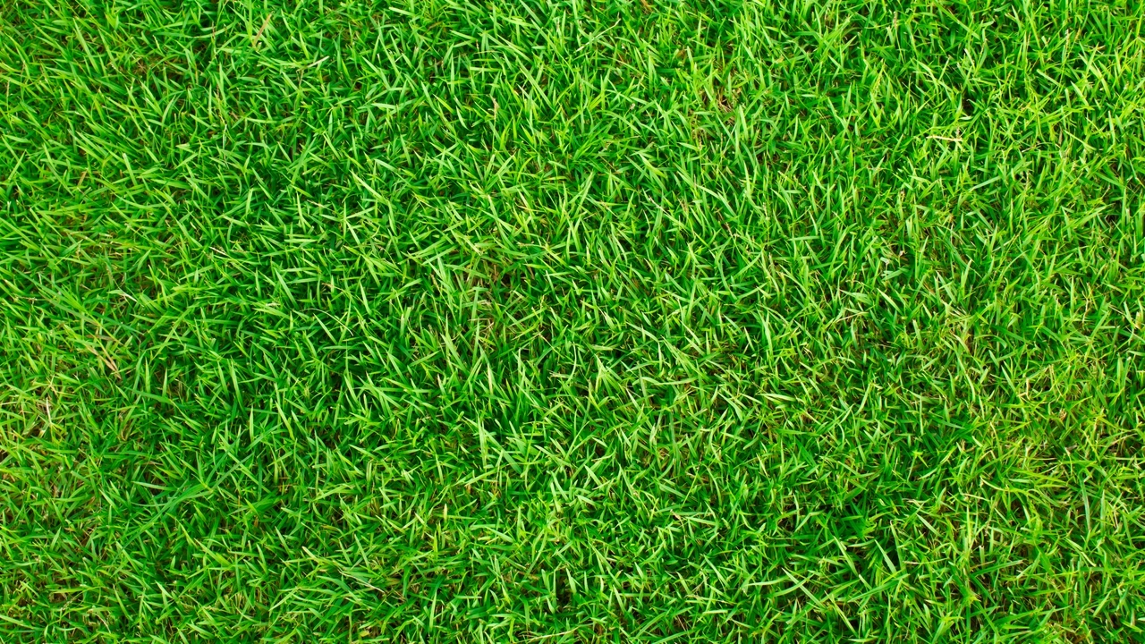 No tires este residuo doméstico, espárcelo sobre el césped para mejorar el aspecto del jardín