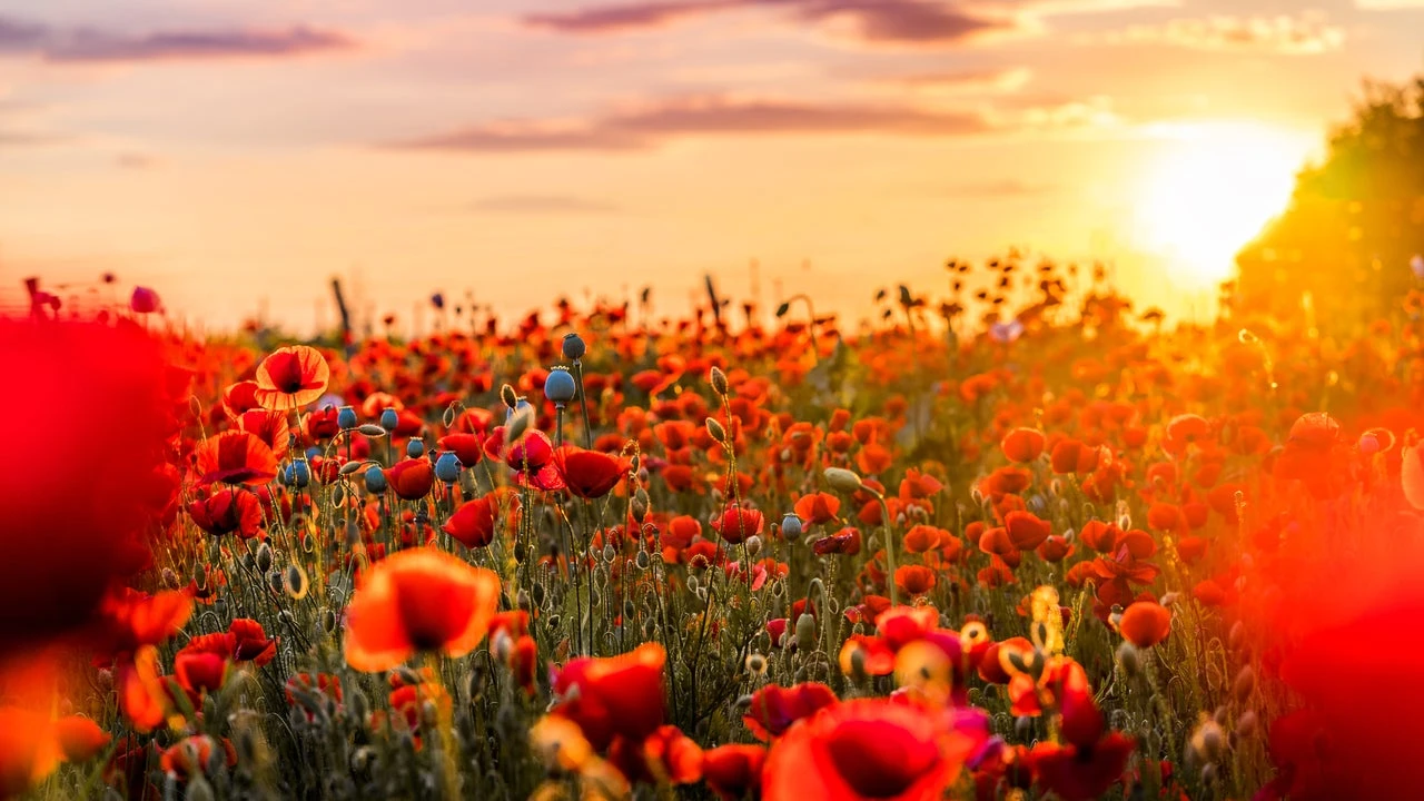 12 flores que florecerán durante todo el verano, sin importar la temperatura
