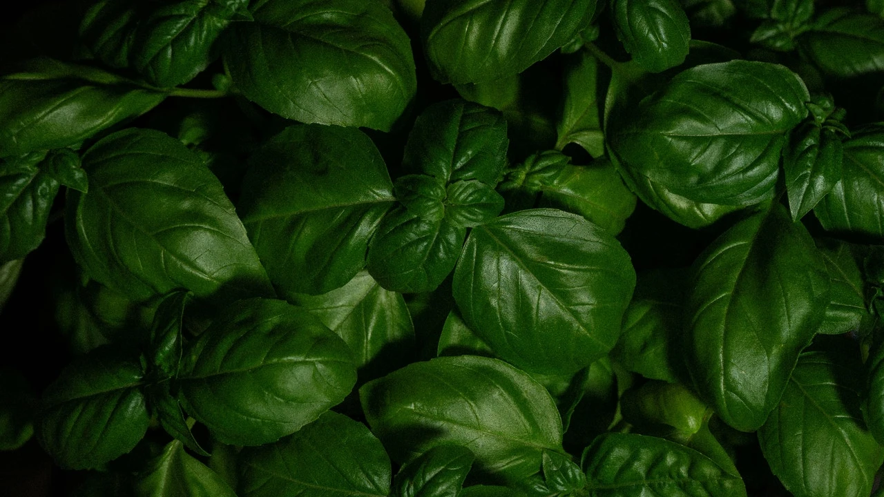El truco del riego perfecto: cómo tener albahaca siempre fresca en casa
