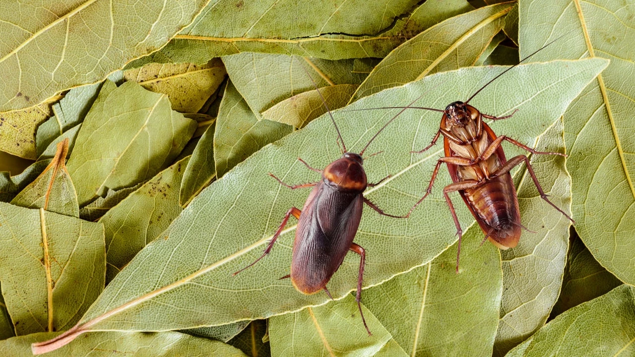 Dónde poner en casa las hojas de laurel para no tener cucarachas en verano