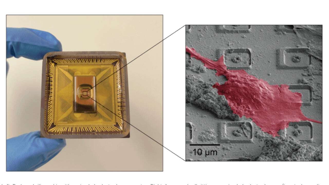 Científicos de Harvard crean lo más cercano a un cerebro artificial hasta la fecha