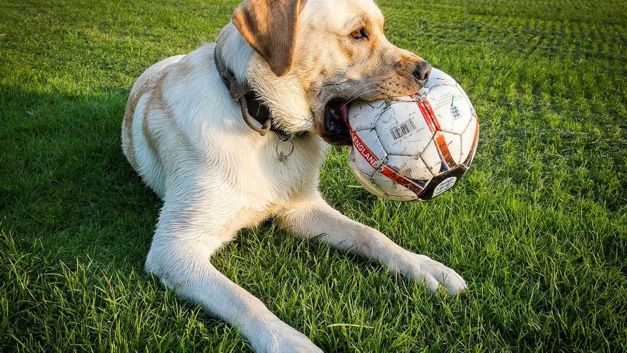 Los perros están entrando en una nueva 'fase evolutiva': cada vez son 'más humanos'