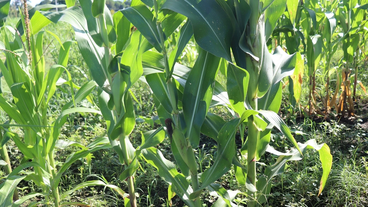 El campo en crisis: un agricultor transforma su huerta en un laberinto turístico porque vender maíz ya no da para comer