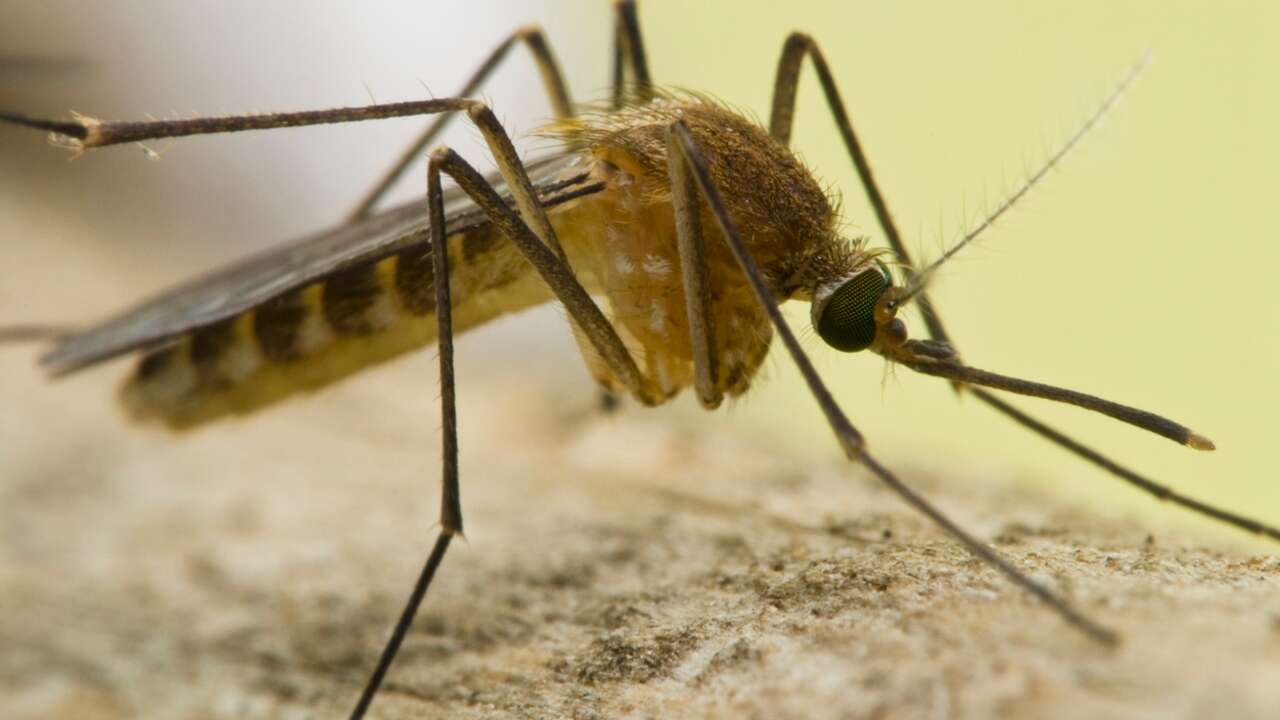 Detectan por primera vez el virus zoonótico Sindbis en mosquitos del sureste de España