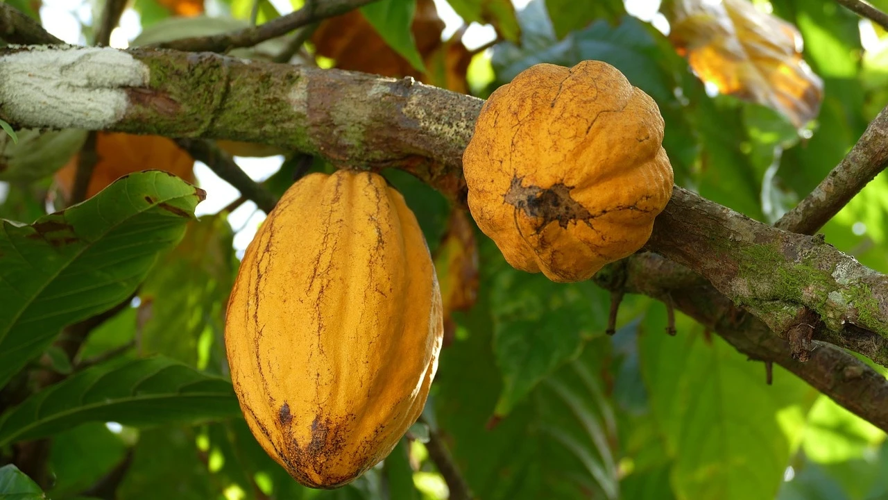 ¿Cómo se llama el árbol del que proviene el chocolate? Poca gente lo sabe