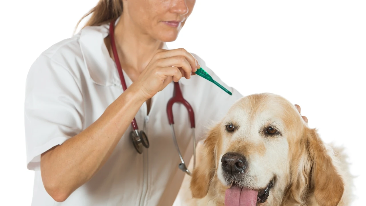 Los veterinarios ambulantes ganan peso con el atractivo de dar servicio más cálido en casa