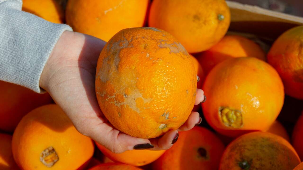 ¿Qué efecto tiene en nuestros riñones comer naranjas todos los días?