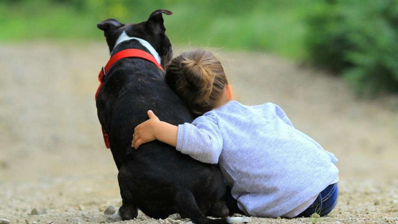 ¿Crecer con un perro o un gato reduce el riesgo de desarrollar alergia en el caso de los más pequeños?