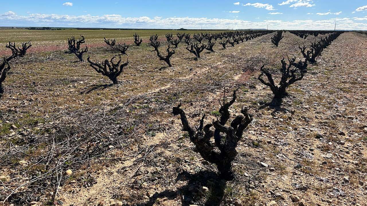 Bodegas La Horra lidera un proyecto de cooperación tecnológica internacional para mejorar la biodiversidad y resistencia de los viñedos ibéricos