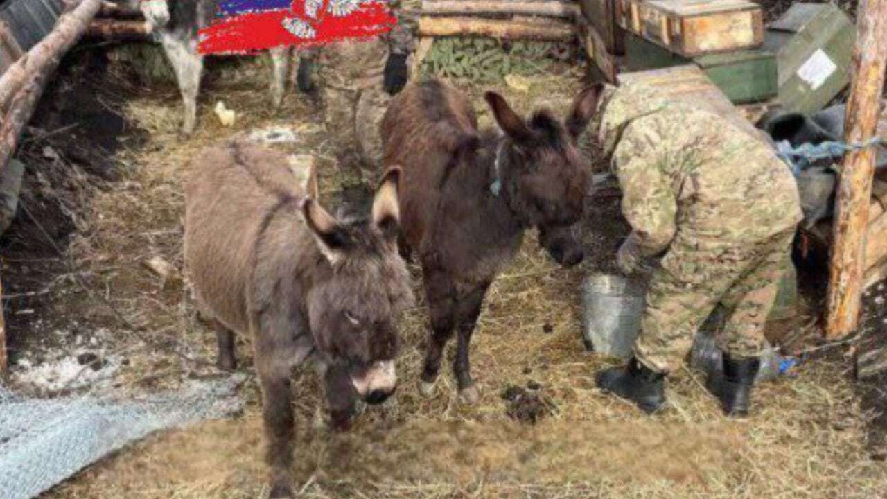 Las tropas rusas, obligadas a usar burros para transportar material al frente: 