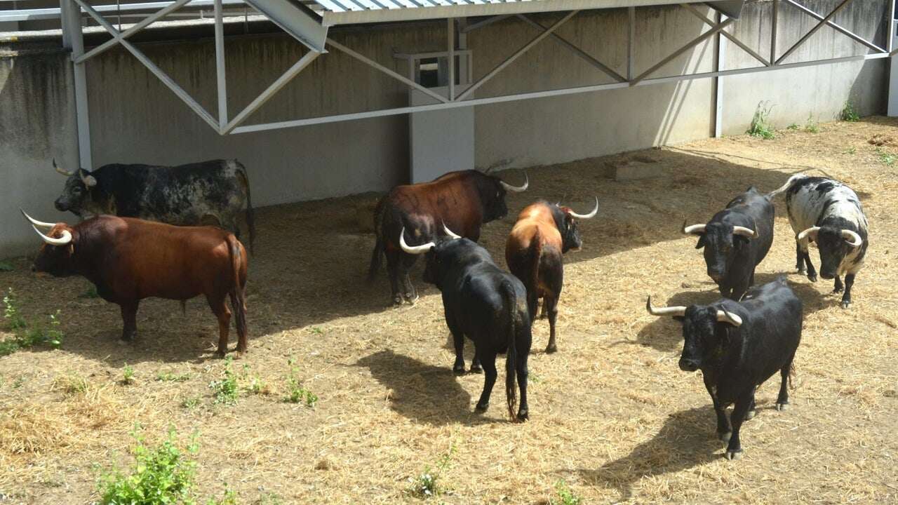 Este martes 9 de julio llega el peligro a las calles de Pamplona con estos toros de Cebada Gago