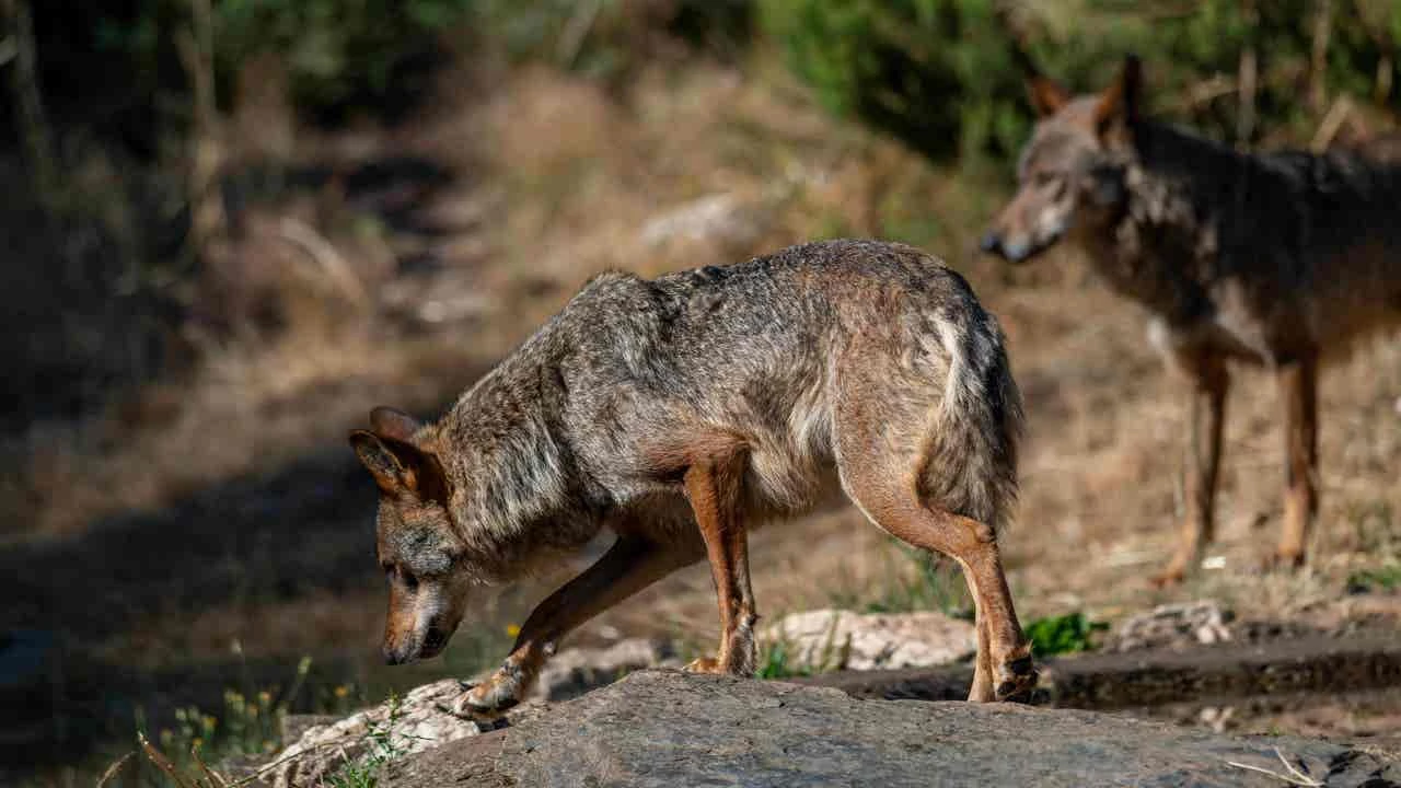Más de 110 científicos piden fijar umbral mínimo para conservación del lobo en 500 manadas