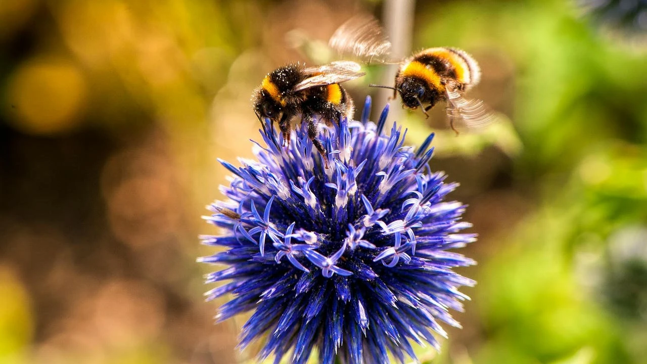 Ni la miel ni la jalea real: esta sustancia creada por las abejas contribuye enormemente a tu salud