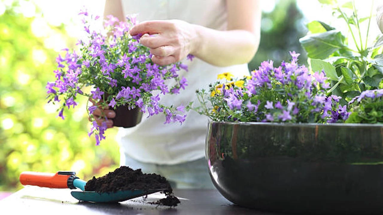 Tres plantas que sirven como ambientador natural en casa de cara al verano