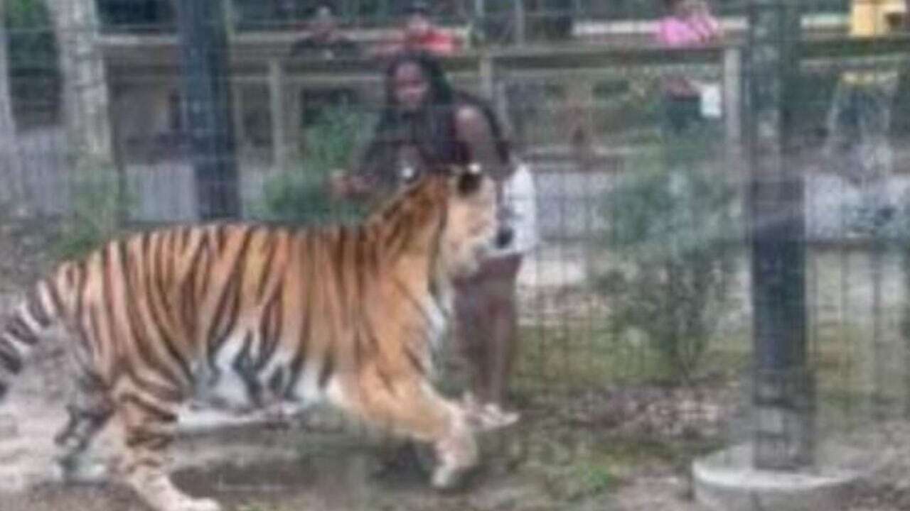 La Policía buscan a una mujer que entró en la jaula del tigre en un zoológico para tocarlo