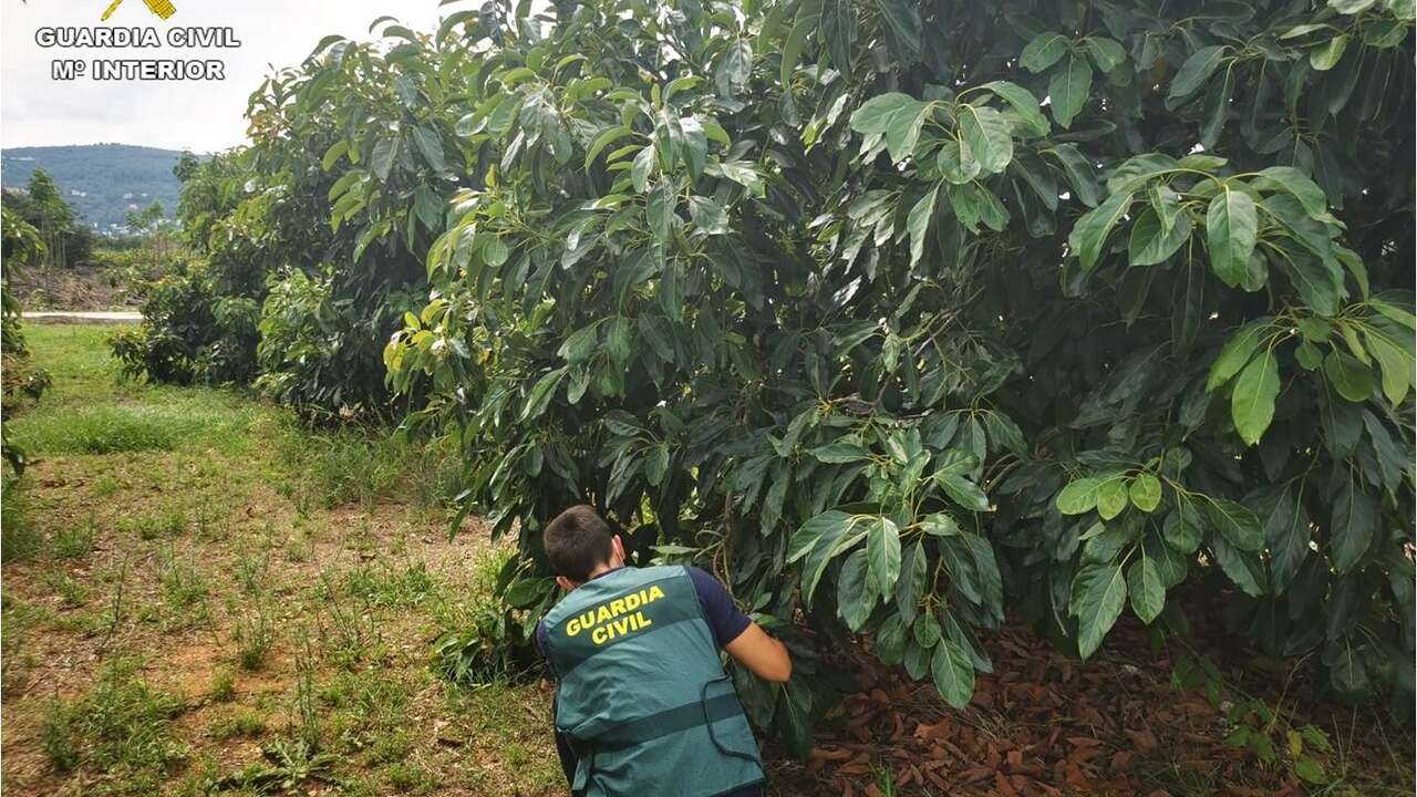 La Guardia Civil de Tenerife investiga a 14 individuos por robar aguacates