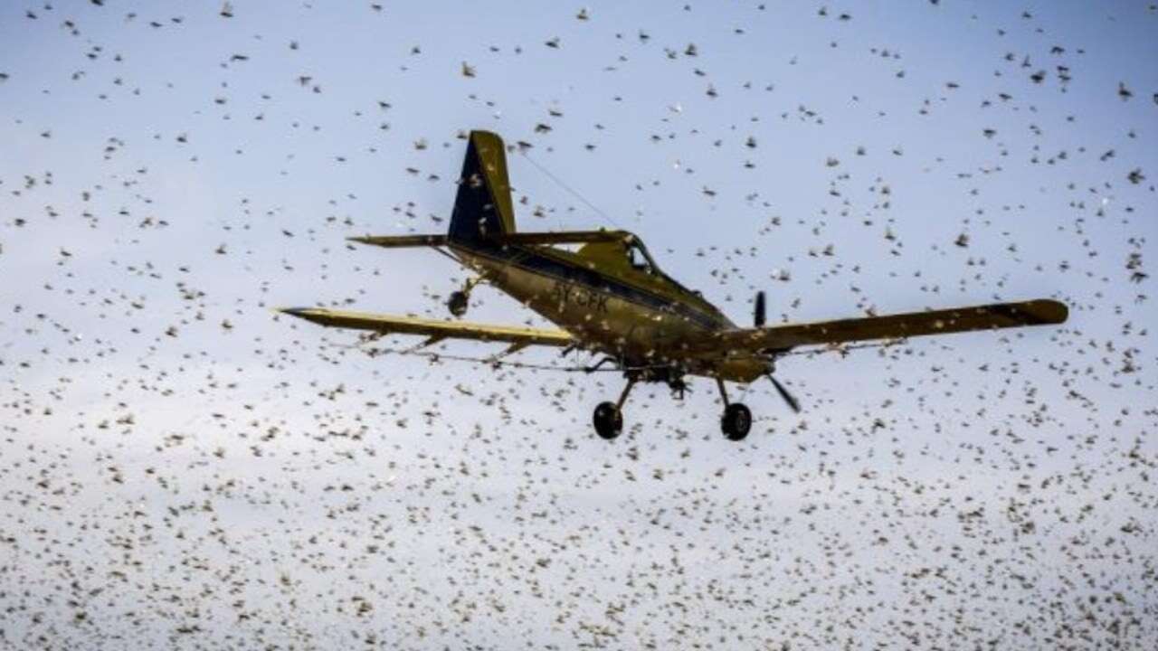 Alerta en algunas regiones de Marruecos por una plaga de langosta