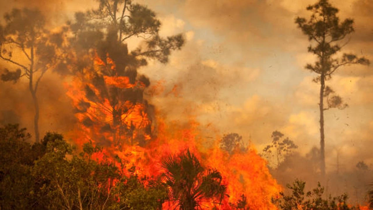 Cómo reaccionar ante un incendio forestal: consejos que te pueden salvar la vida