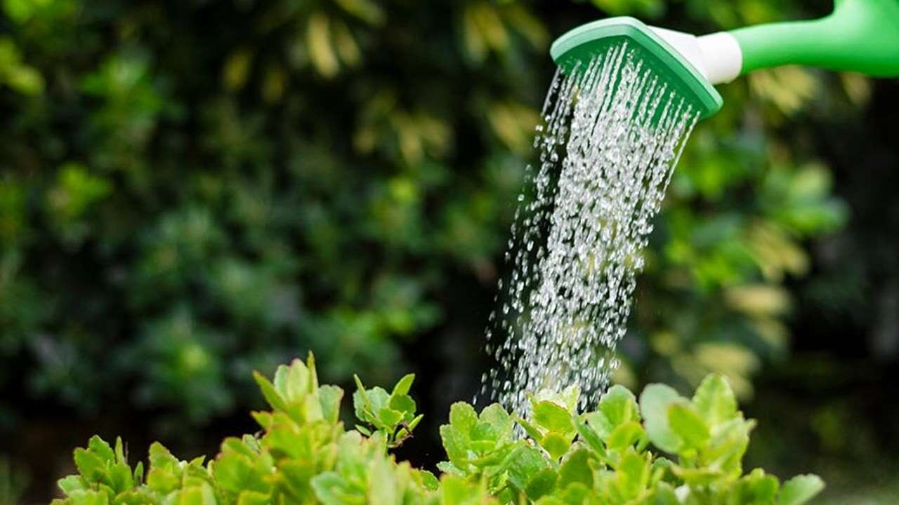 Cual es la mejor hora para regar las plantas en invierno: este es el momento exacto