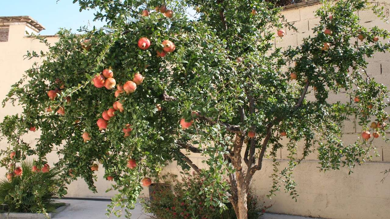 El árbol frutal perfecto para tu jardín: tiene poca raíz, no agrieta el suelo y da mucha sombra