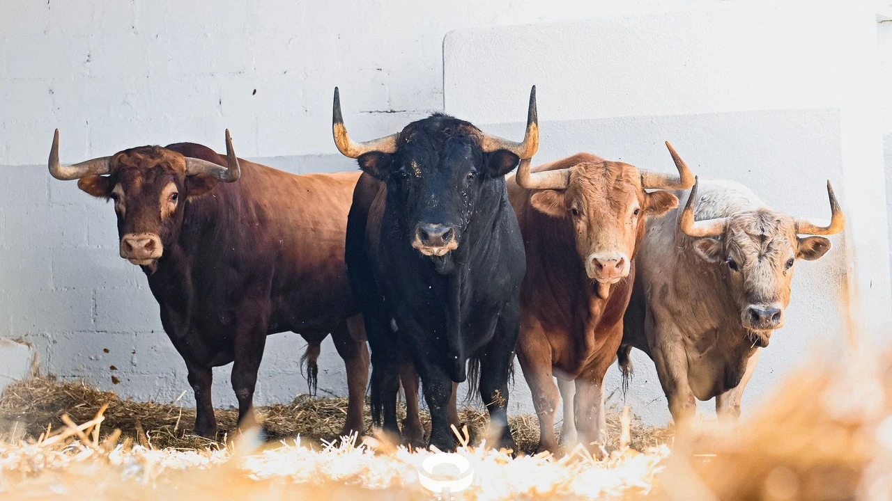 Los toros de Álvaro Núñez, del vértigo matinal al servicio del arte en el ruedo de Pamplona (sorteo)