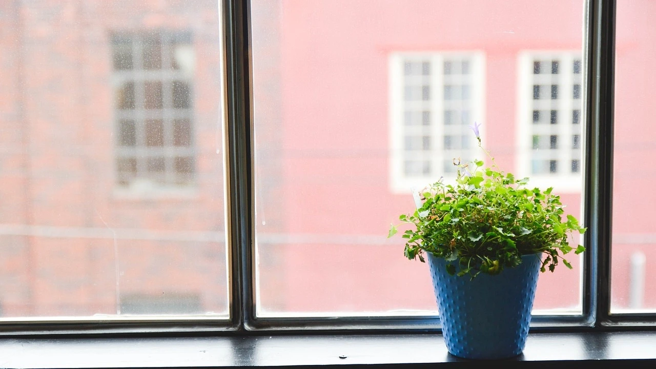 Esta es la peor planta que puedes tener en casa: tu salud corre peligro