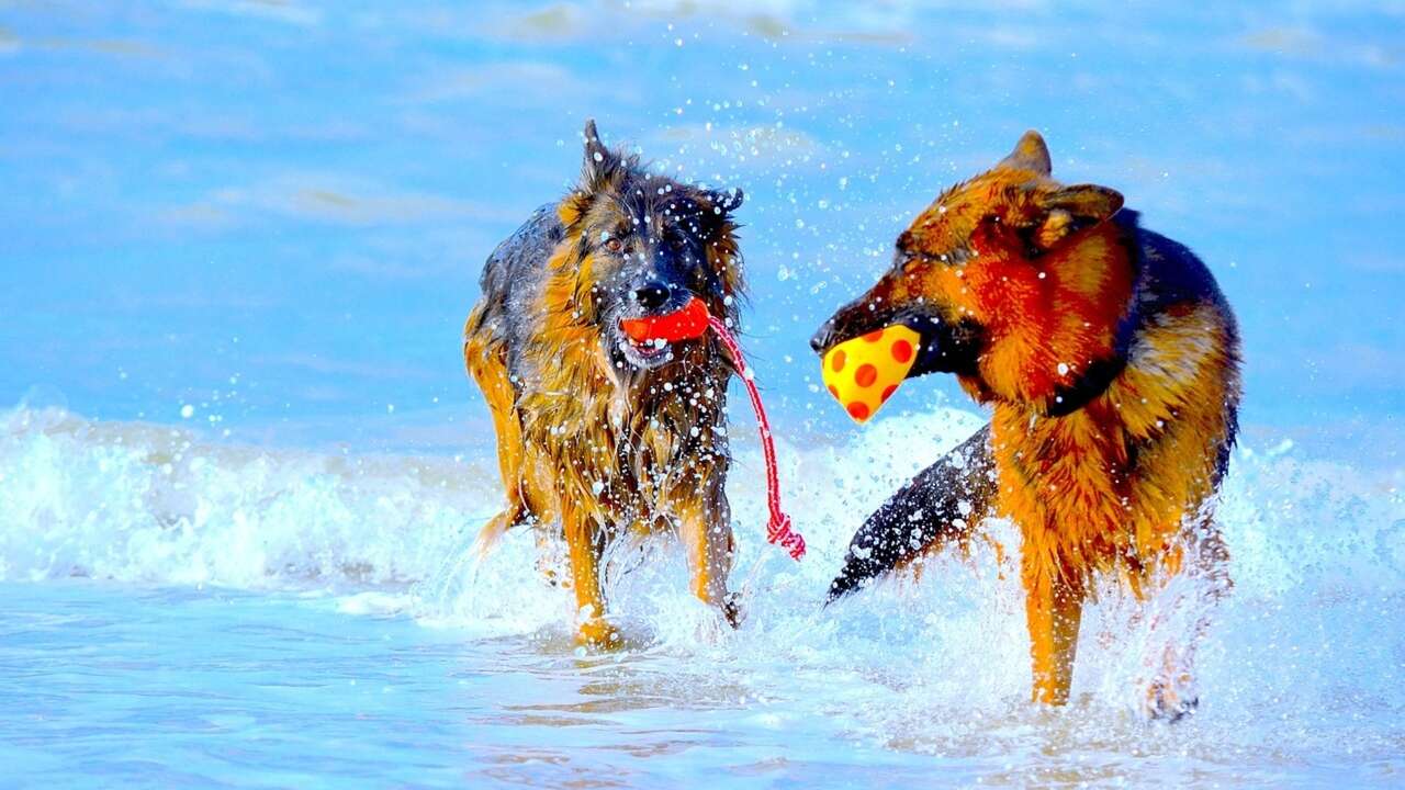 El motivo por el que los perros se sacuden cuando están mojados: no es solo para secarse