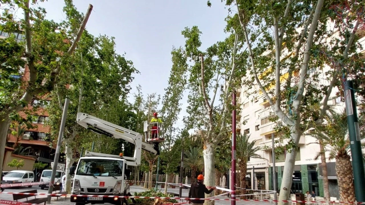 Dos personas heridas al caer una rama de un árbol del paseo Alfonso X, en Murcia