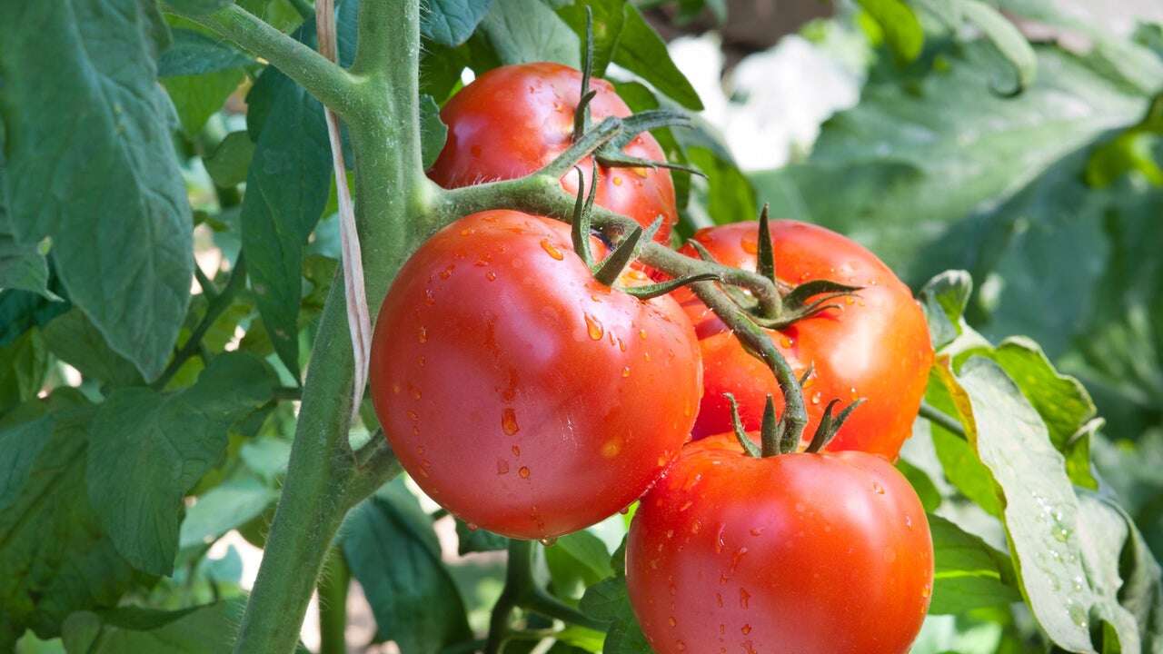 Cuándo plantar tomates para obtener los mejores resultados, según los expertos en jardinería