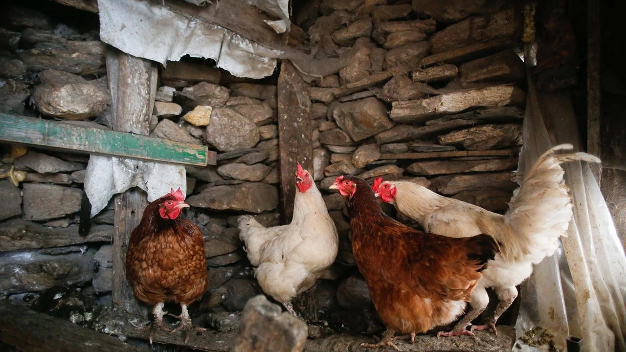 La gripe aviar, que azota producciones como la de huevos en EE UU, aterriza en España