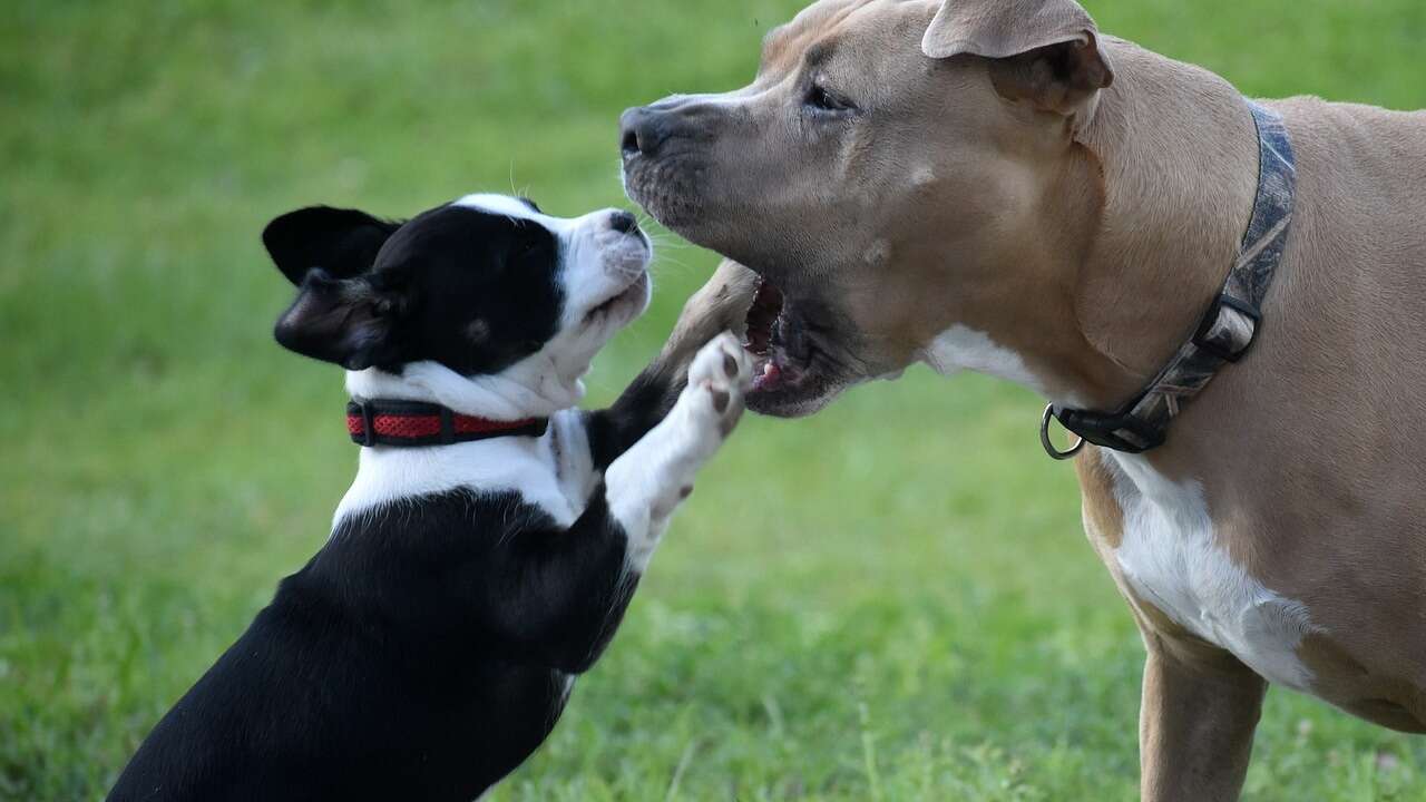 ¿Los perros pueden hablar? Un estudio confirma como se comunican