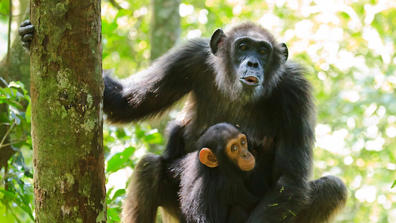 Descubren que los chimpancés se comunican imitando solo a sus familiares maternos e ignoran a los paternos
