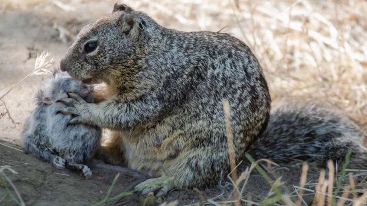 Un estudio detecta en California a las primeras ardillas carnívoras del mundo