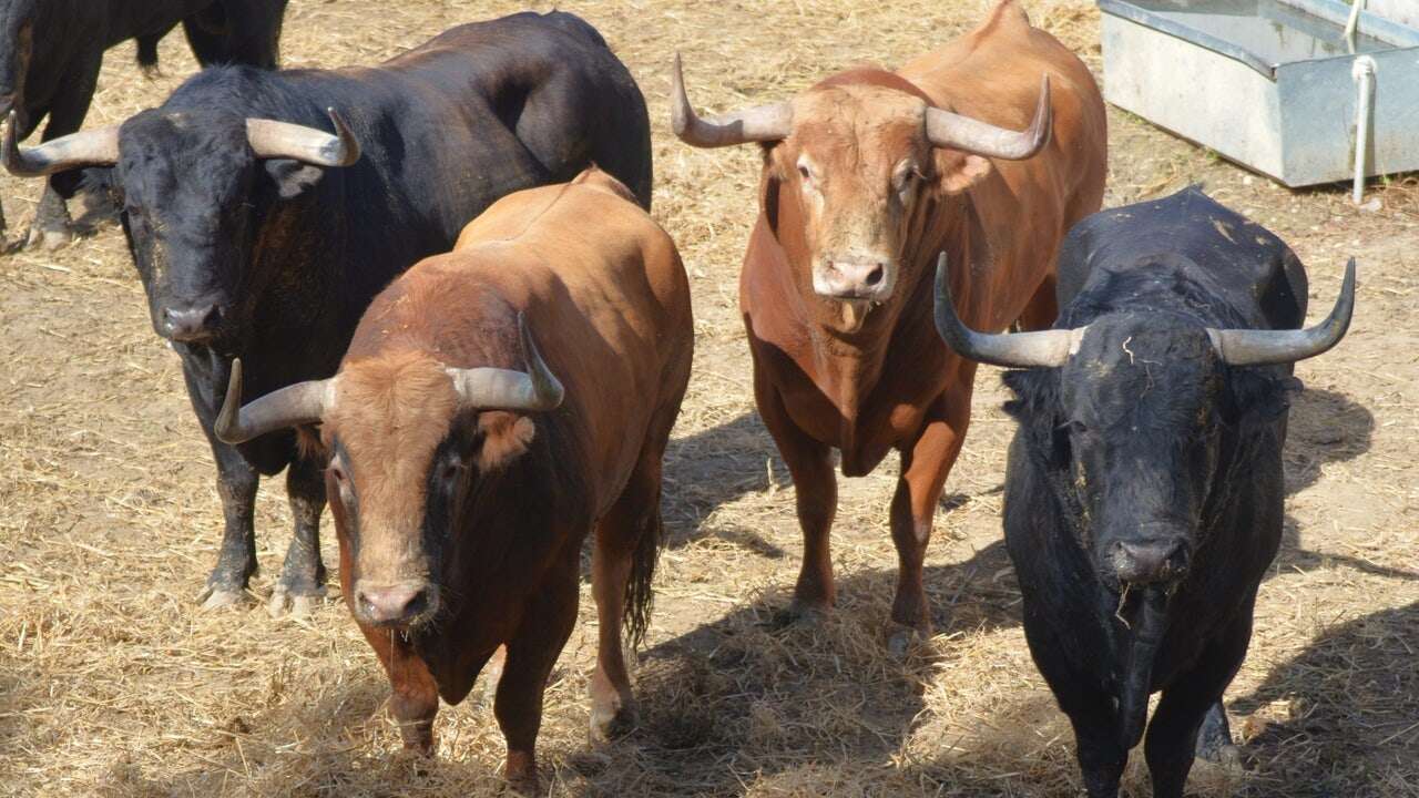 Estos son los toros de Domingo Hernández que saldrán el jueves 11 en el encierro de San Fermín