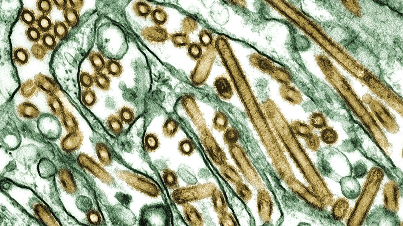 Confirman un nuevo caso de gripe aviar: una menor de 10 años, en Camboya