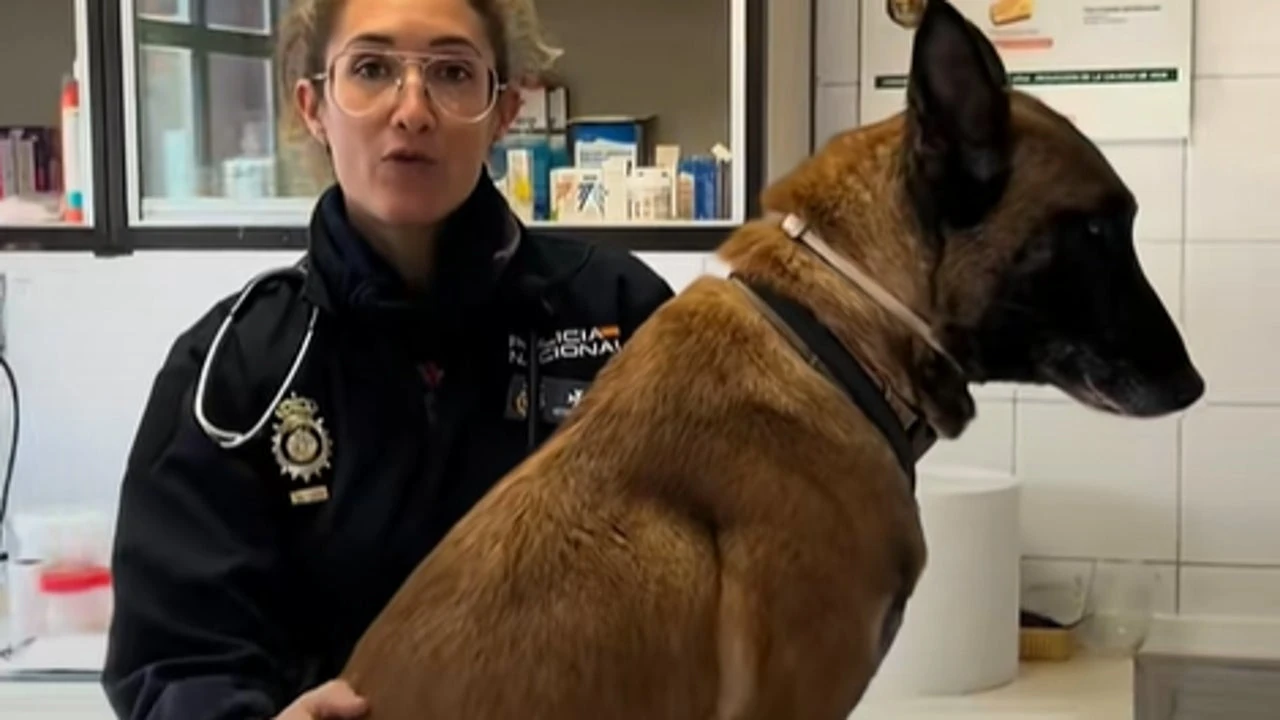 La Policía Nacional alerta: debes ir al veterinario al momento si tu mascota ha estado en contacto con esta oruga