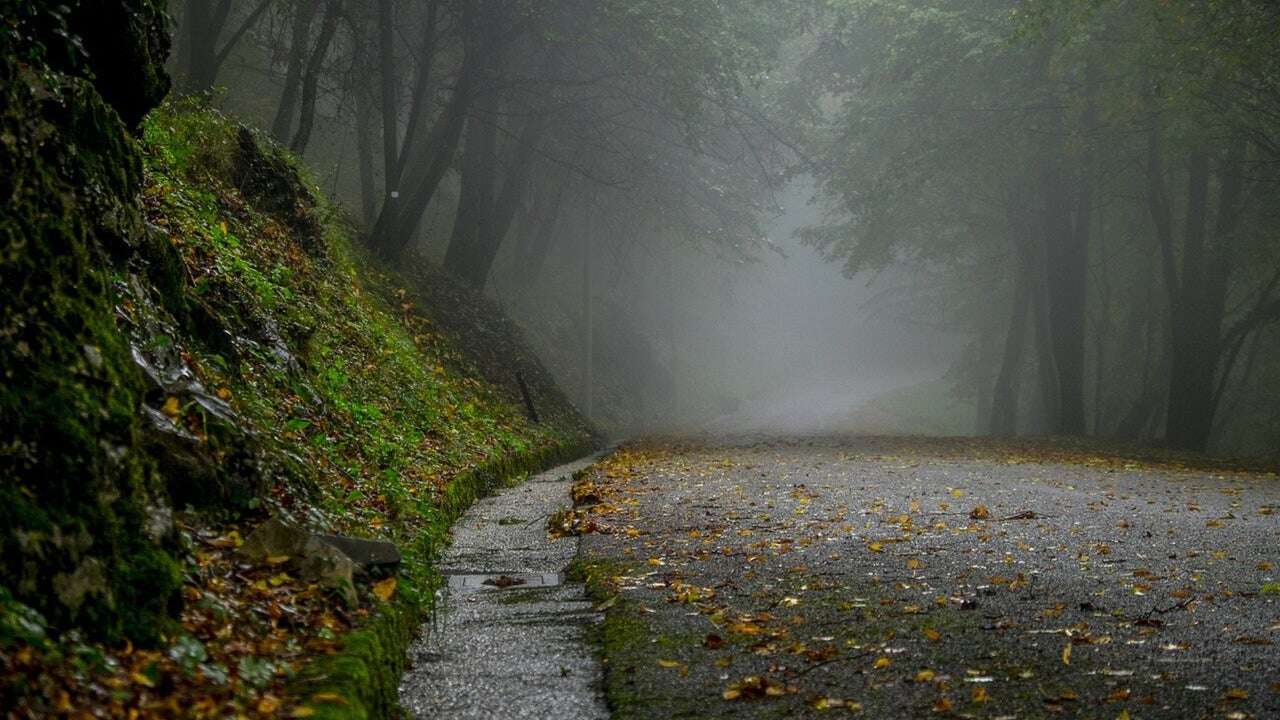 Qué es el ‘síndrome del bosque vacío’ y por qué nos debemos preocupar