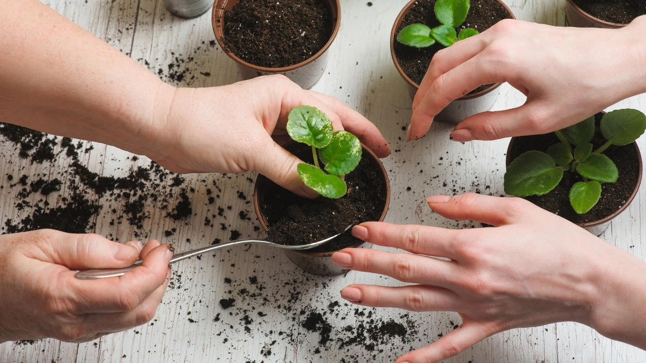 Los científicos finalmente descubren qué hace que las plantas crezcan más rápido y más fuertes