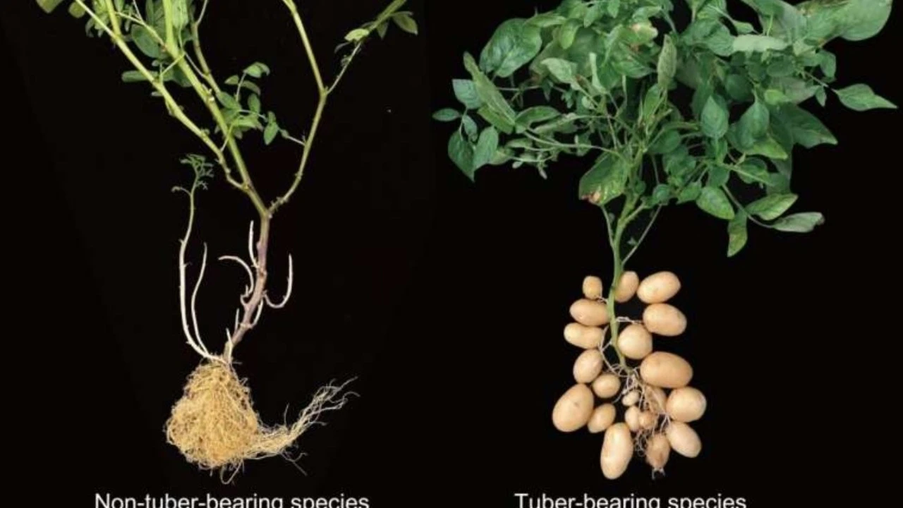 Y así es como los tomates se convirtieron en patatas hace 9 millones de años