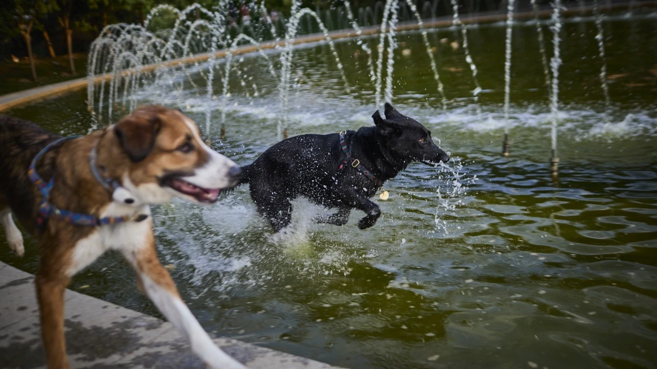 Cómo proteger a tus mascotas del calor asfixiante del verano