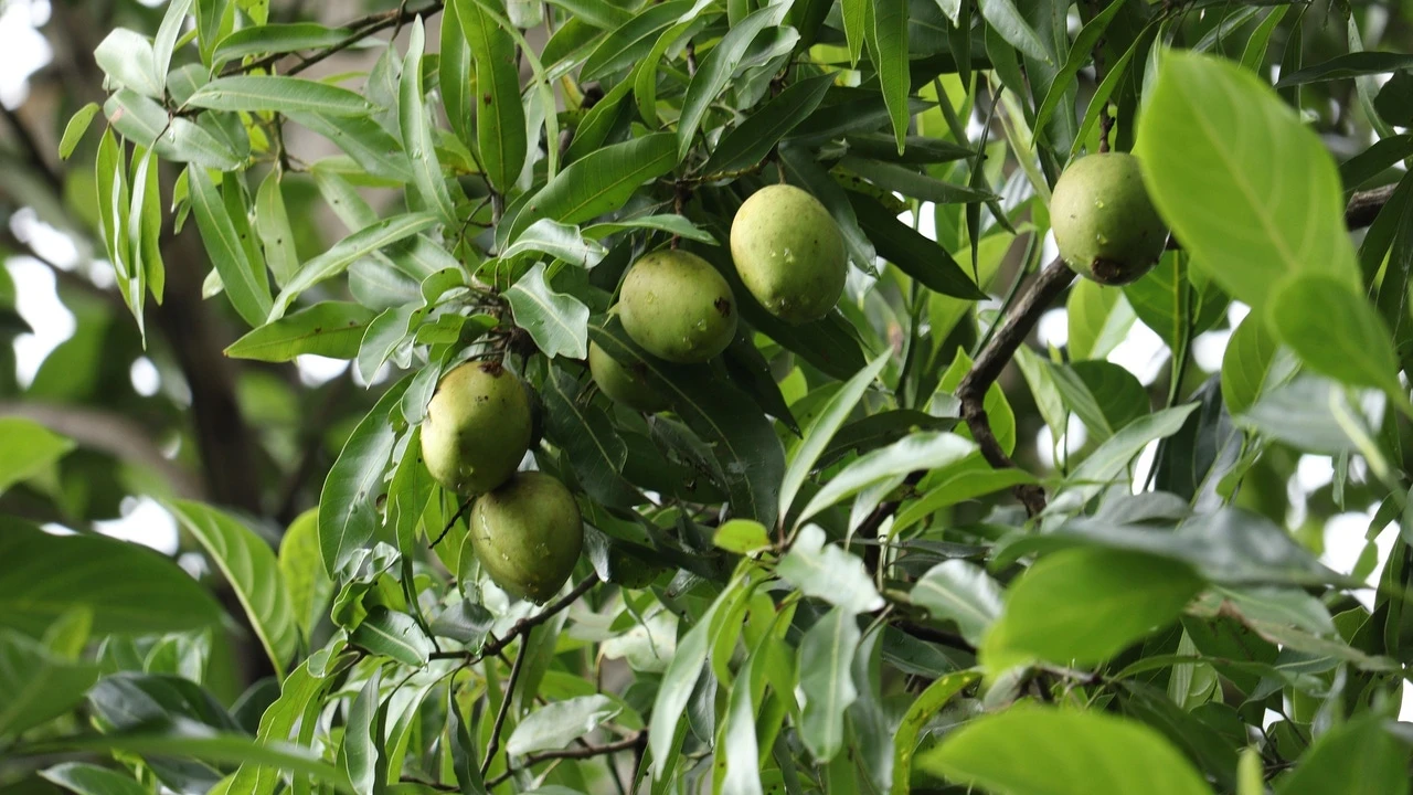 ¿Cómo se llama el árbol del mango, el kiwi o el aguacate? Demuestra que sabes más que la mayoría con este test