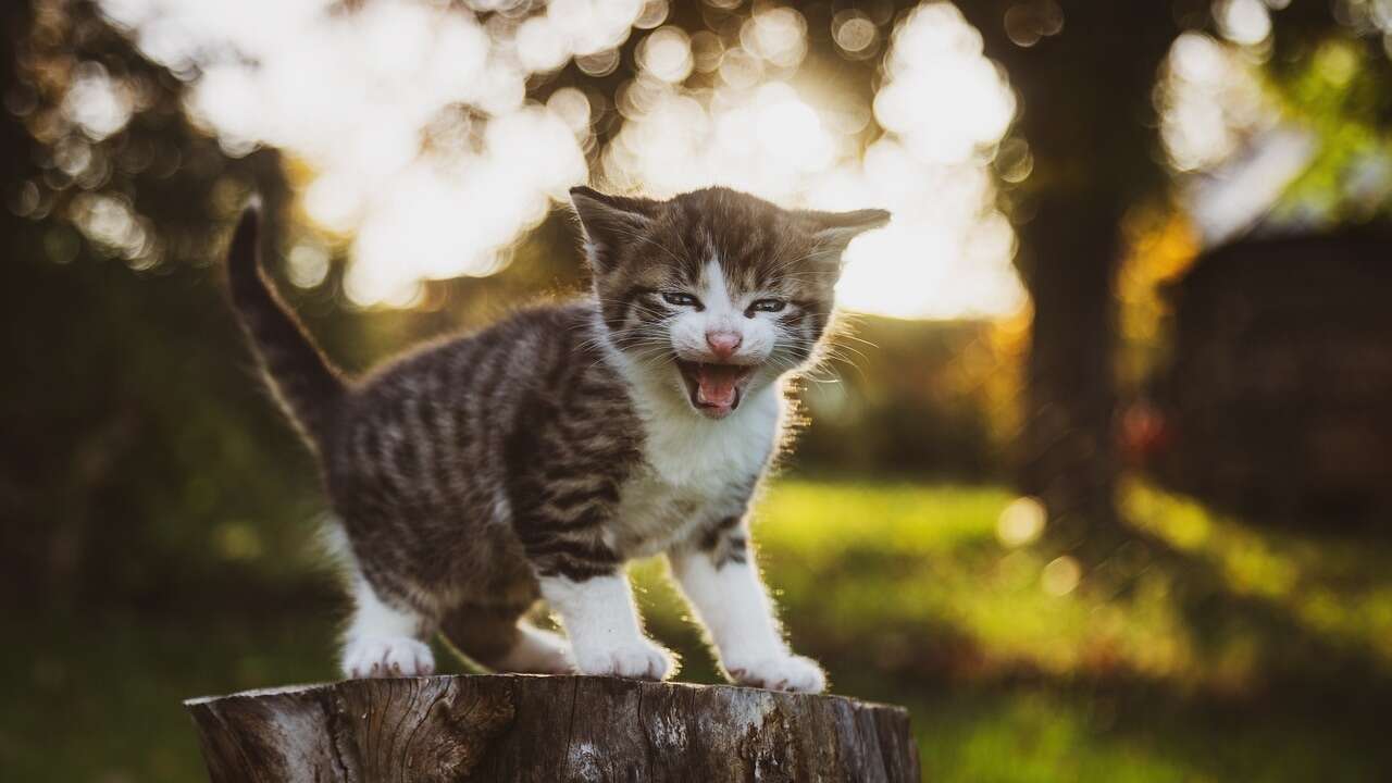 Si tu gato pone así la cola, aléjate, podría llegar a atacarte