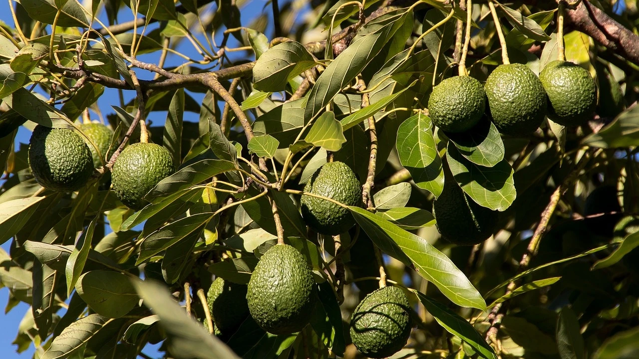 Este es el mejor mes del año para podar el árbol de aguacate y que se llene de frutos