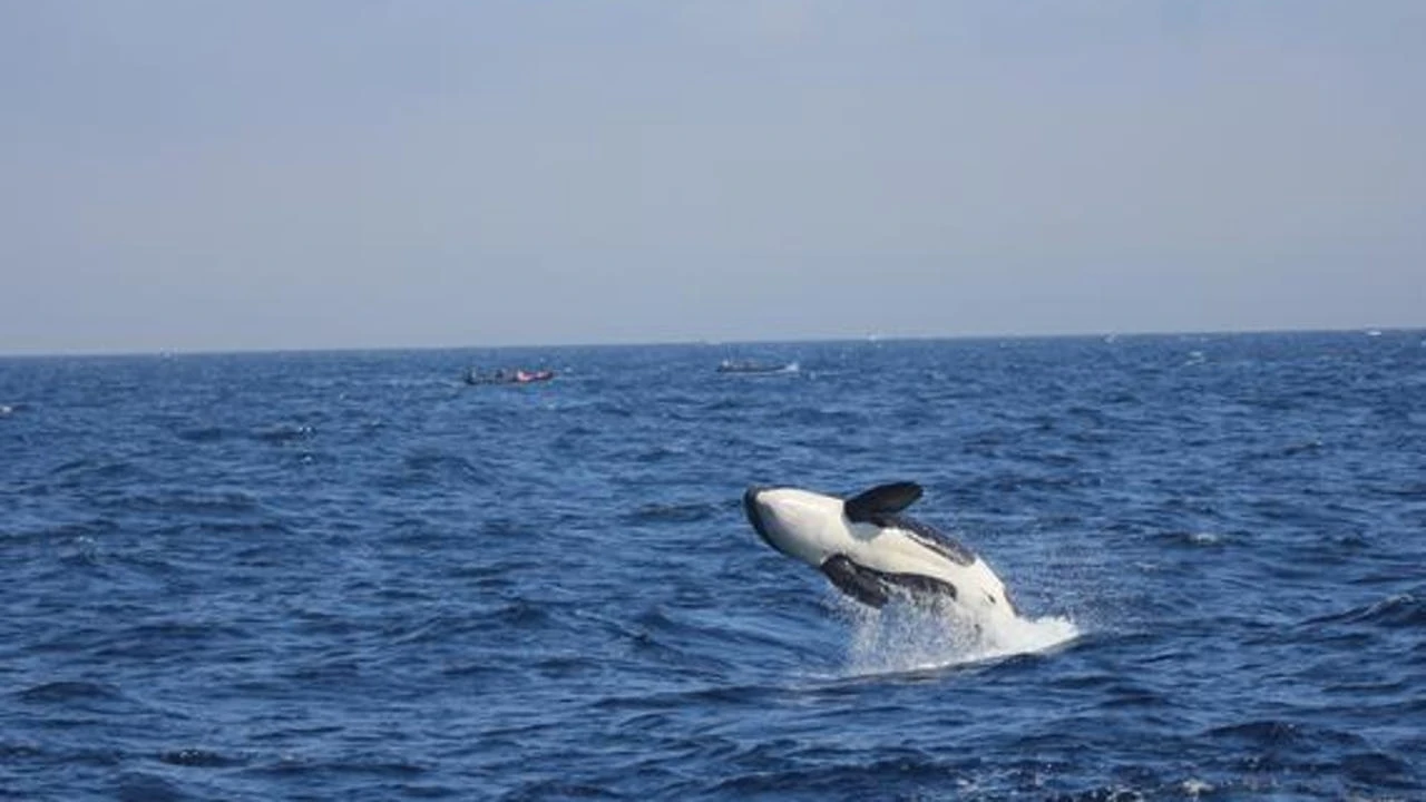 El Partido Animalista se suma a la petición de calificar el Estrecho de Gibraltar como santuario marino para proteger a las orcas